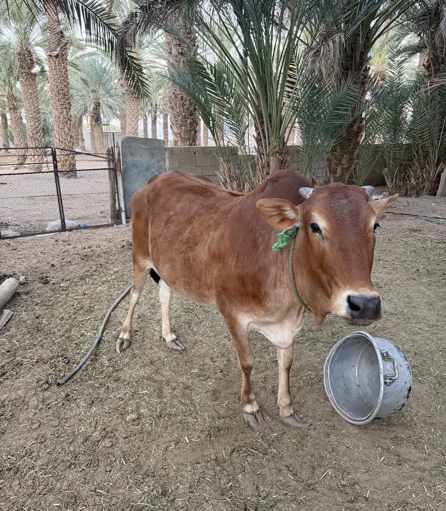 بقره حايل سديد