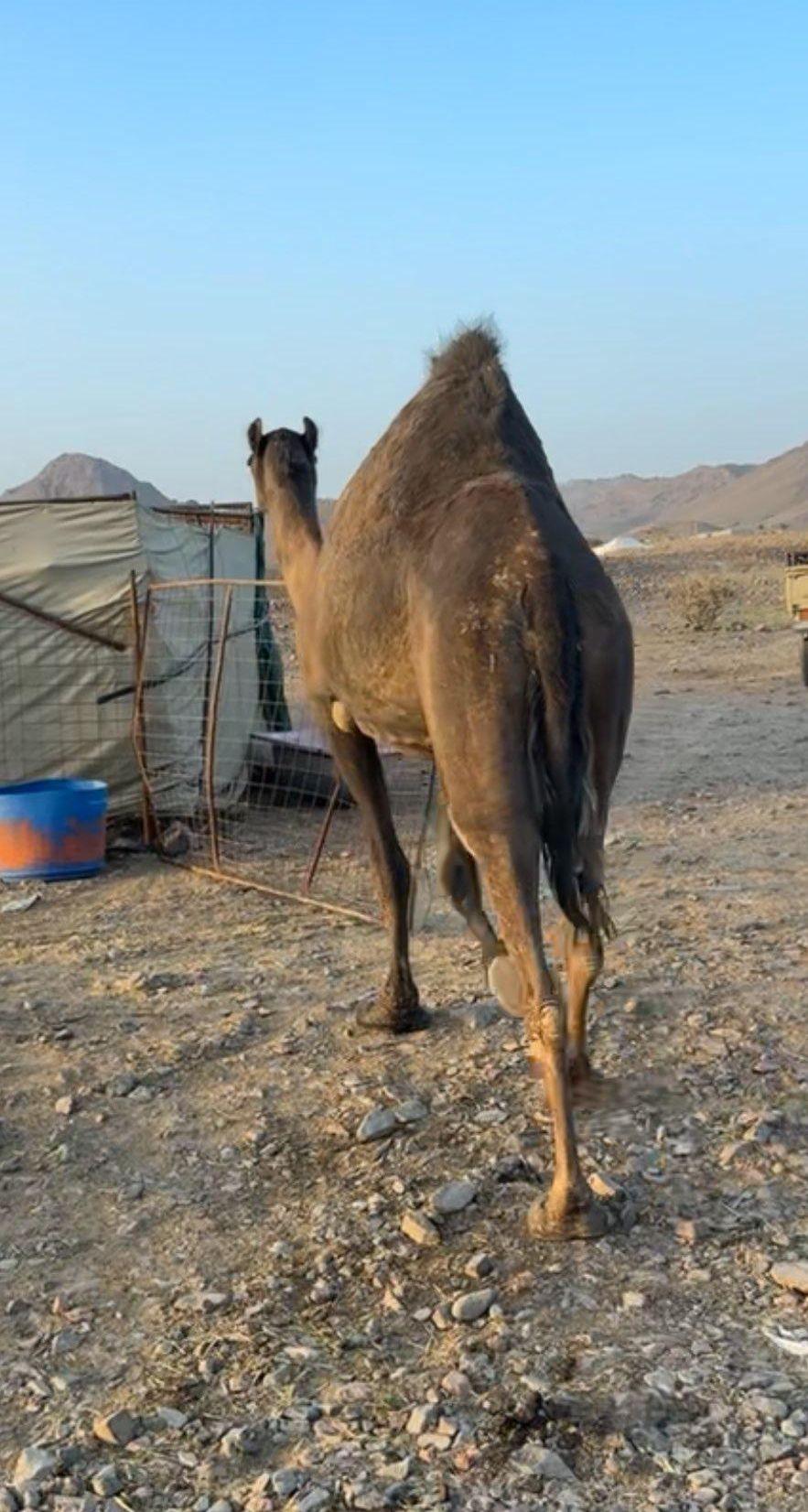 ناقه مجهم ضريبة