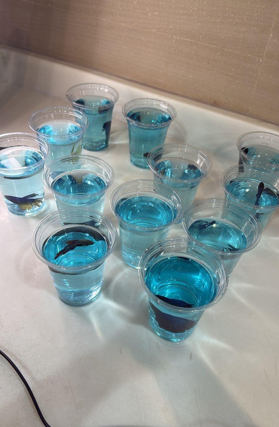 سمك زينة (