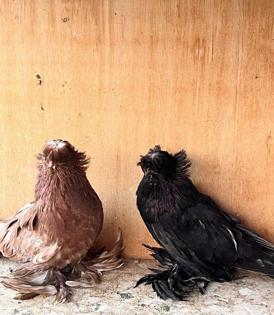 طبه بخارة