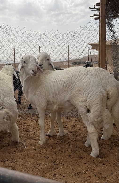 العبدالله للذبايح
