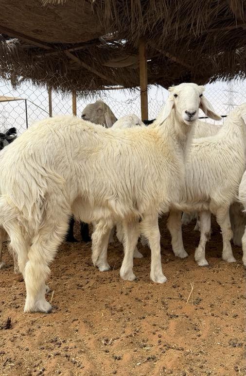 العبدالله للذبايح