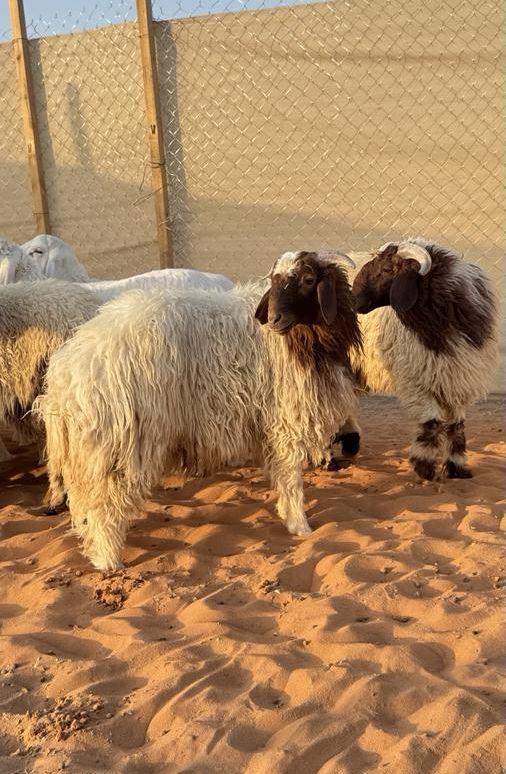 العبدالله للذبايح