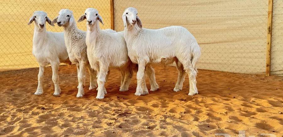 العبدالله للذبايح