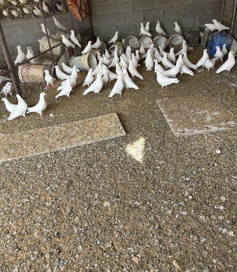 حمام