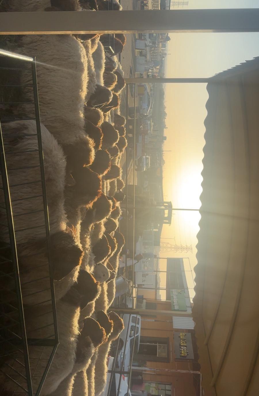 ذبايح نعيمي العداد