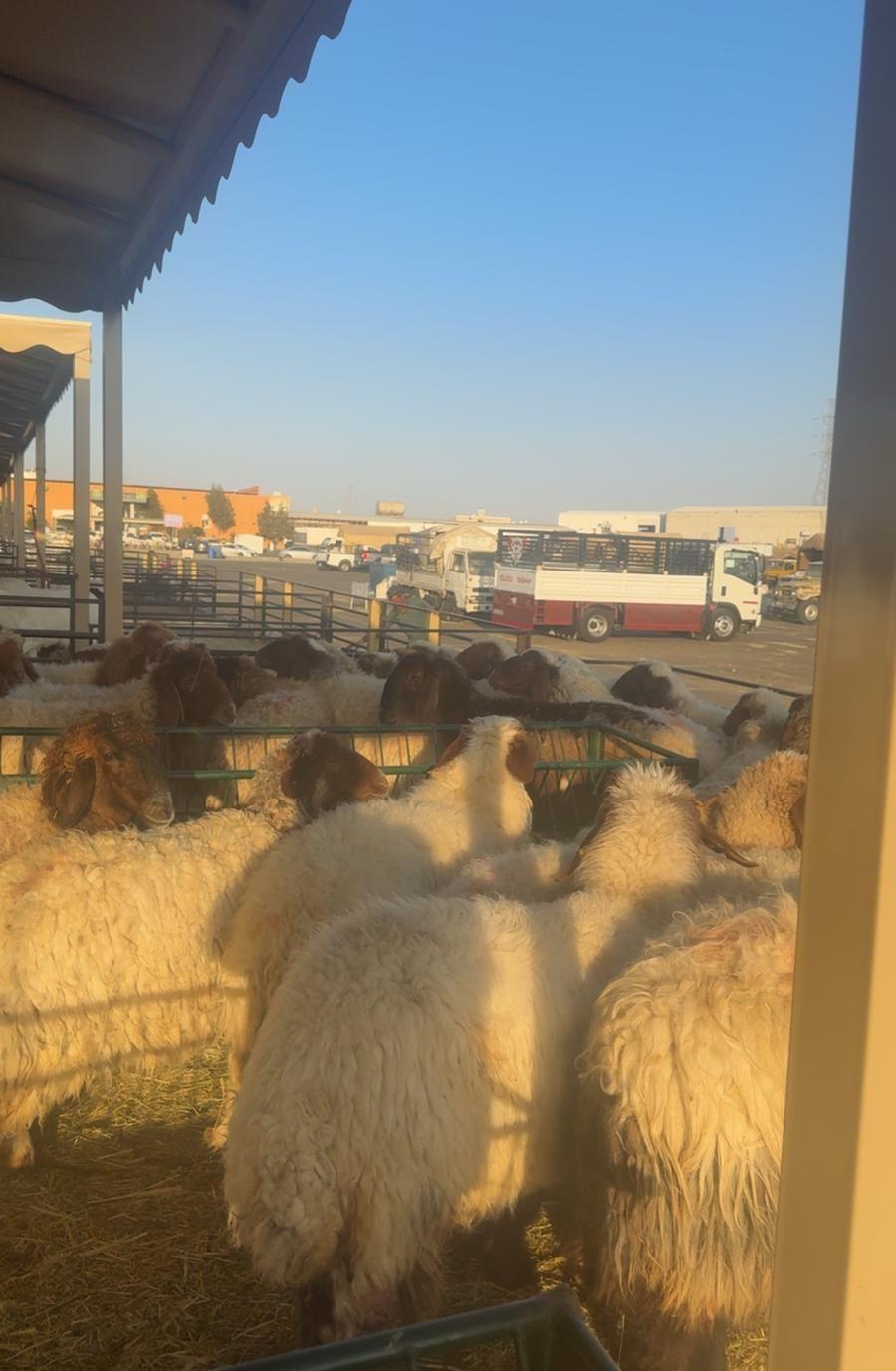 ذبايح نعيمي العداد