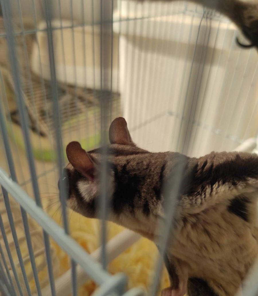 سنجاب طائر سناجب