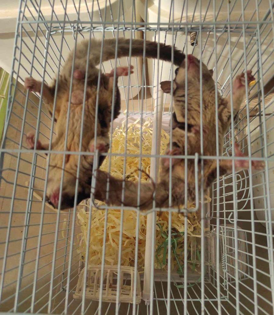 سنجاب طائر سناجب