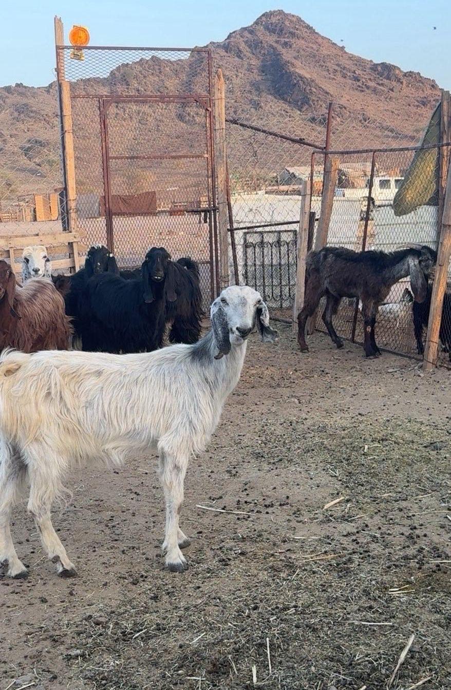 معزا شاميات وعوارض