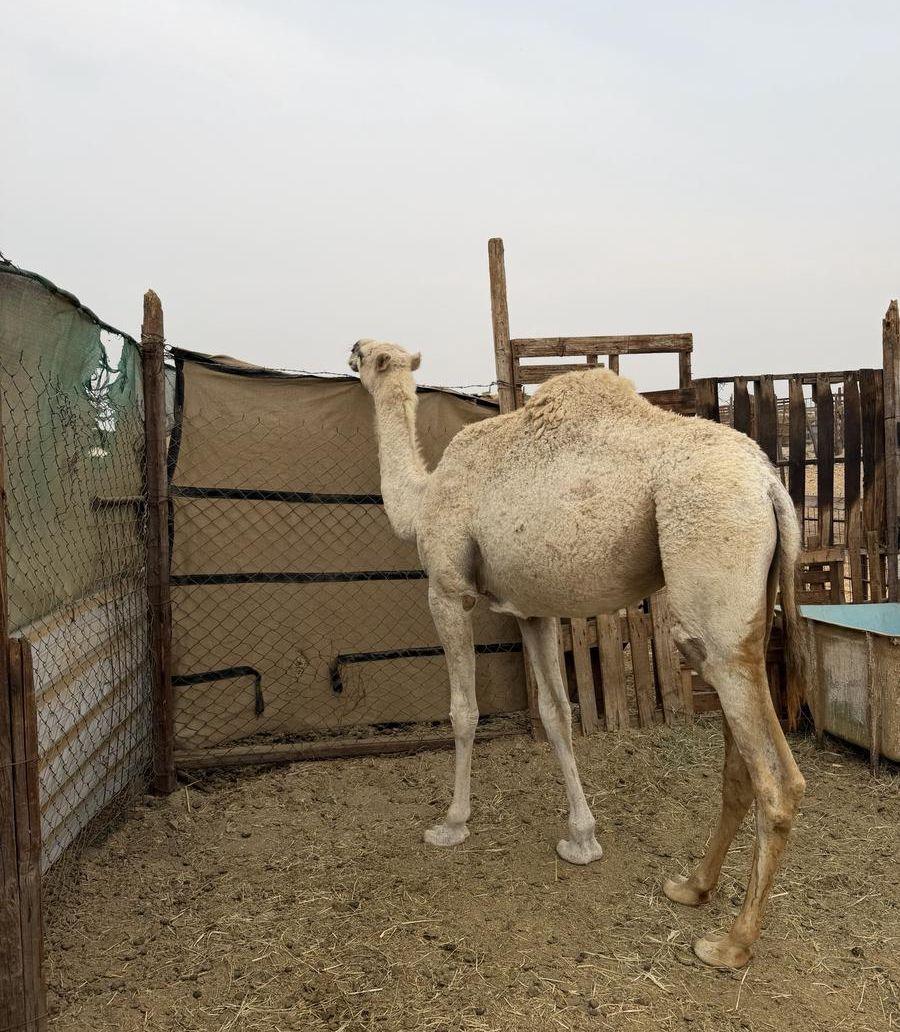 بكرة وضحاء مفرودة