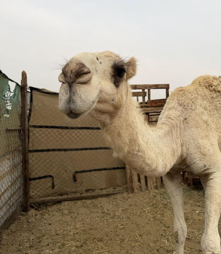 بكرة وضحاء مفرودة