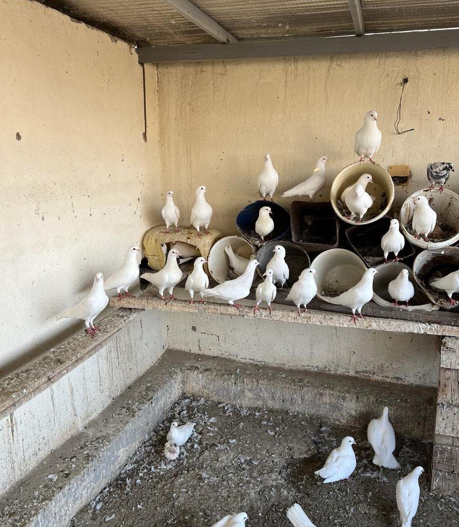 مكه بئر الغنم
