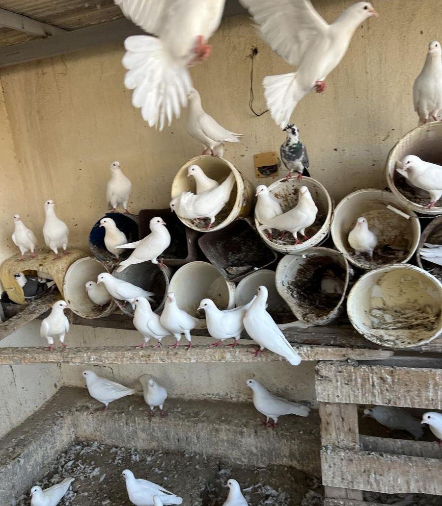 مكه بئر الغنم
