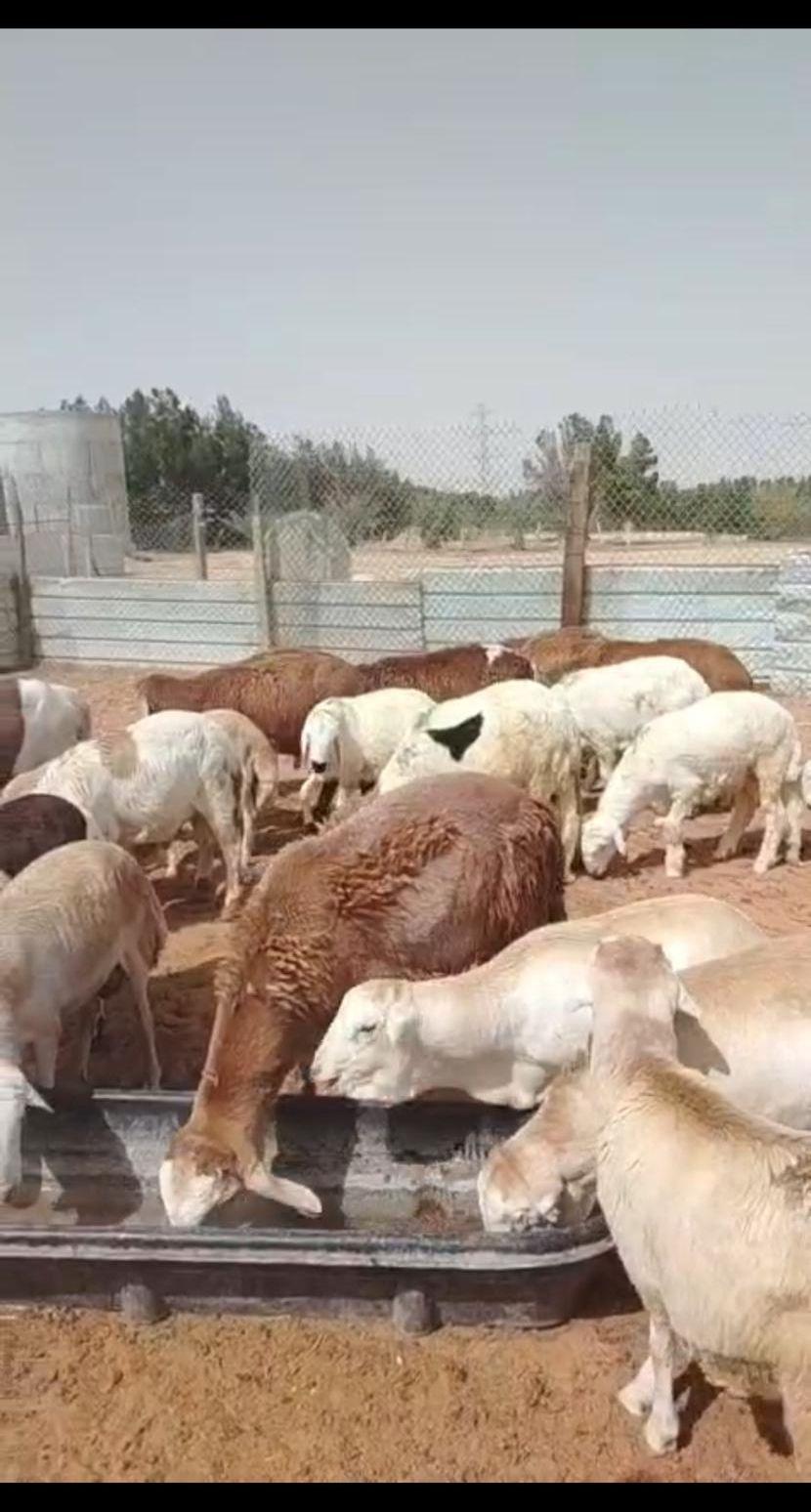 ذبايح سواكني ورفيدي