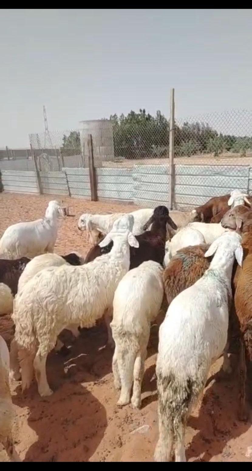 ذبايح سواكني ورفيدي