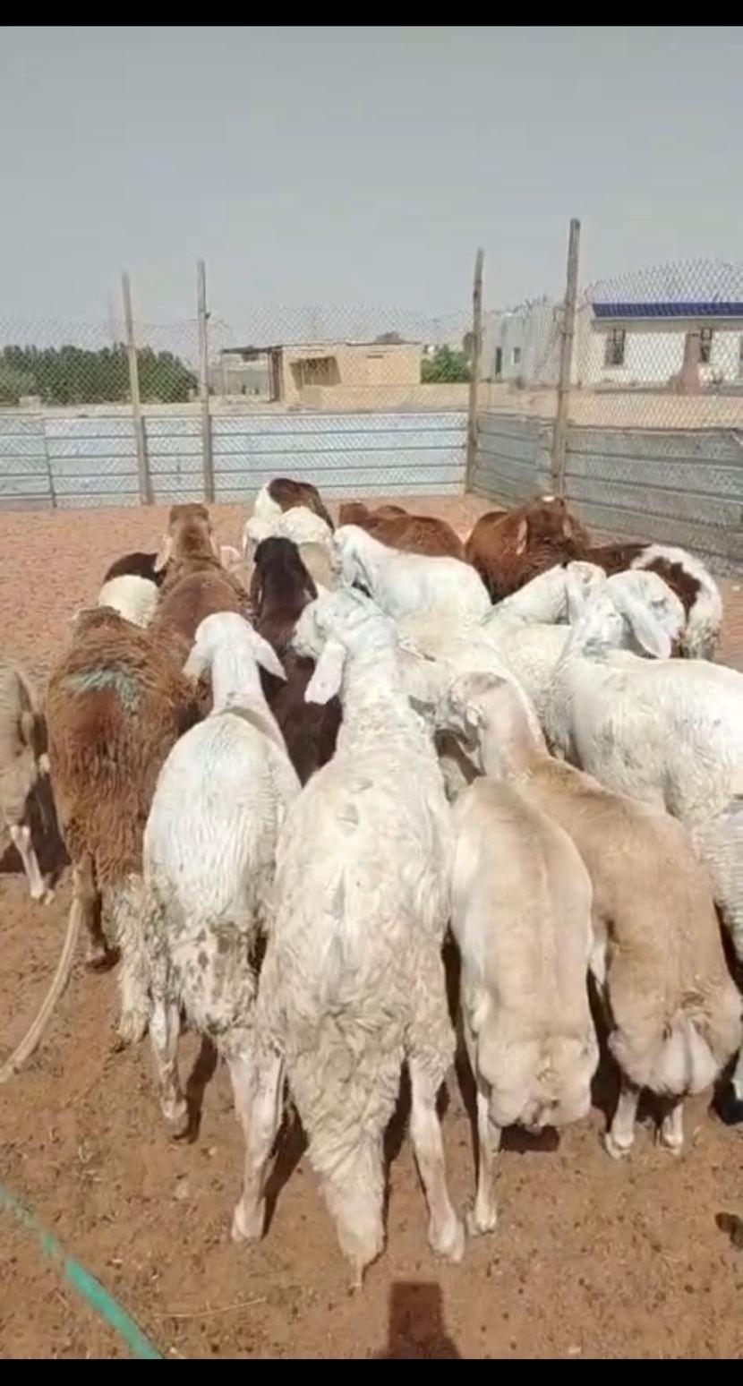 ذبايح سواكني ورفيدي
