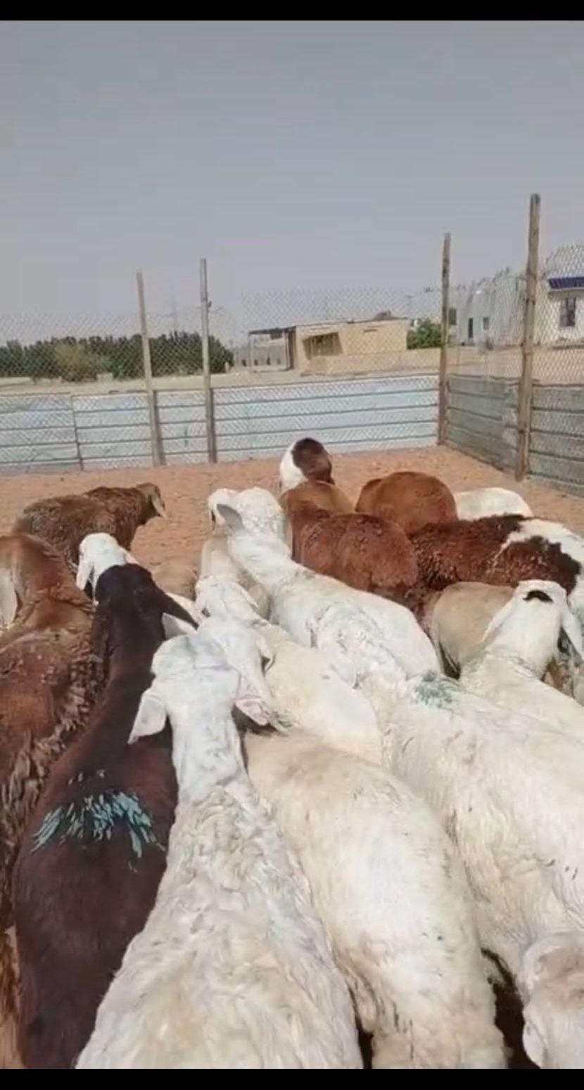 ذبايح سواكني ورفيدي