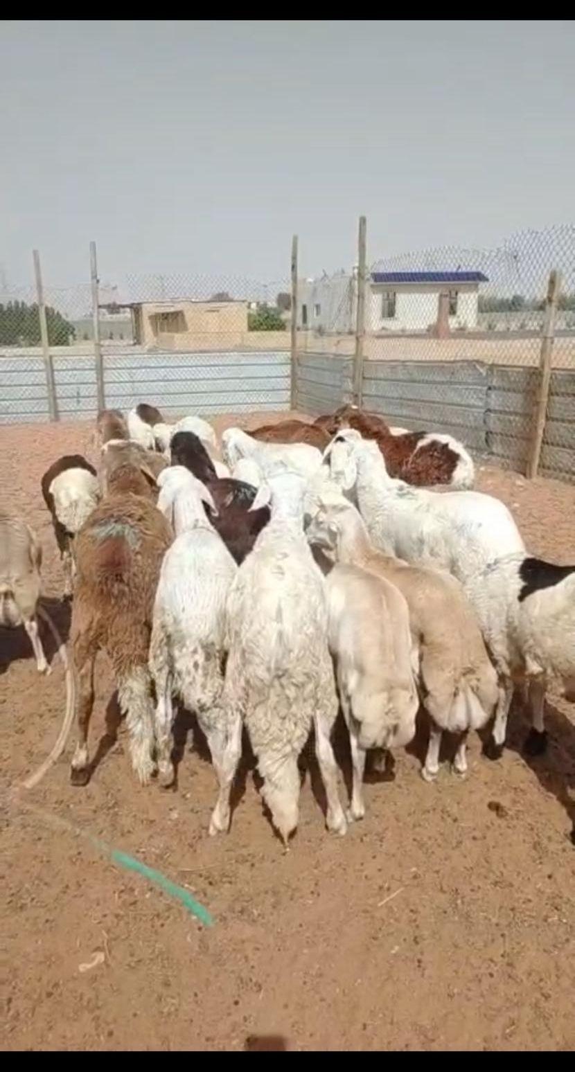 ذبايح سواكني ورفيدي