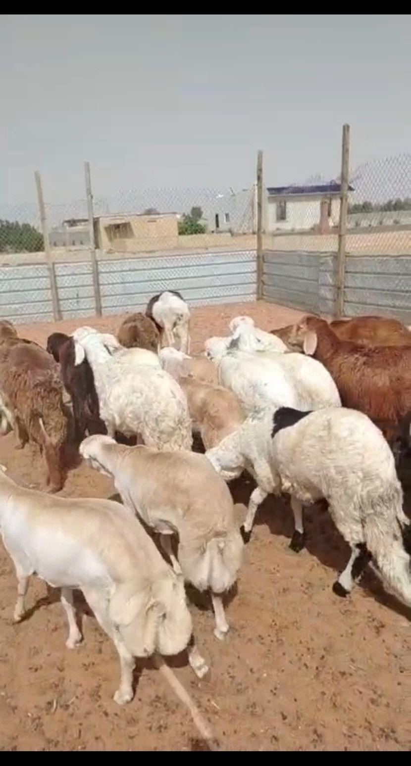 ذبايح سواكني ورفيدي