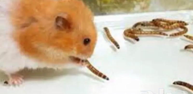 دود عتل Superworm