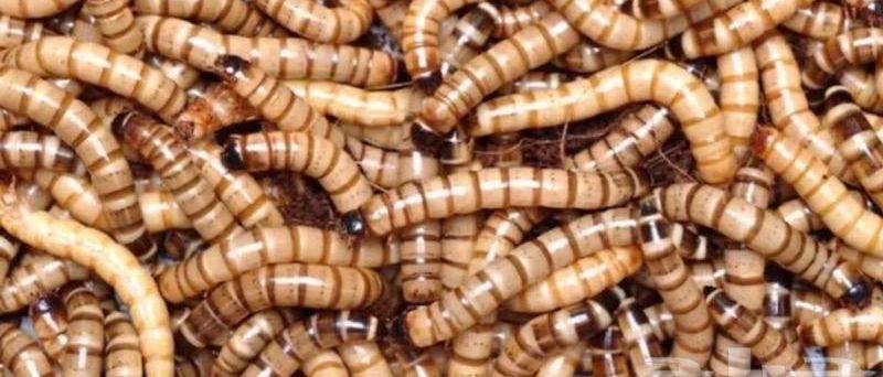 دود عتل Superworm