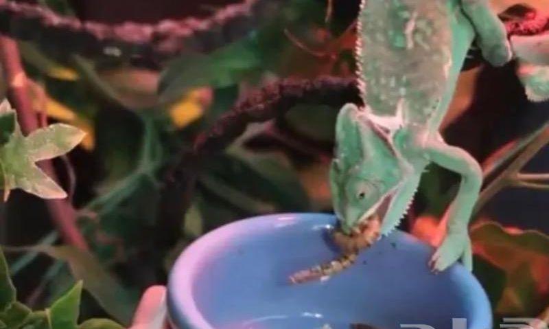 دود عتل Superworm
