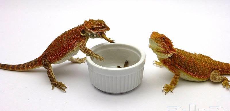 دود عتل Superworm