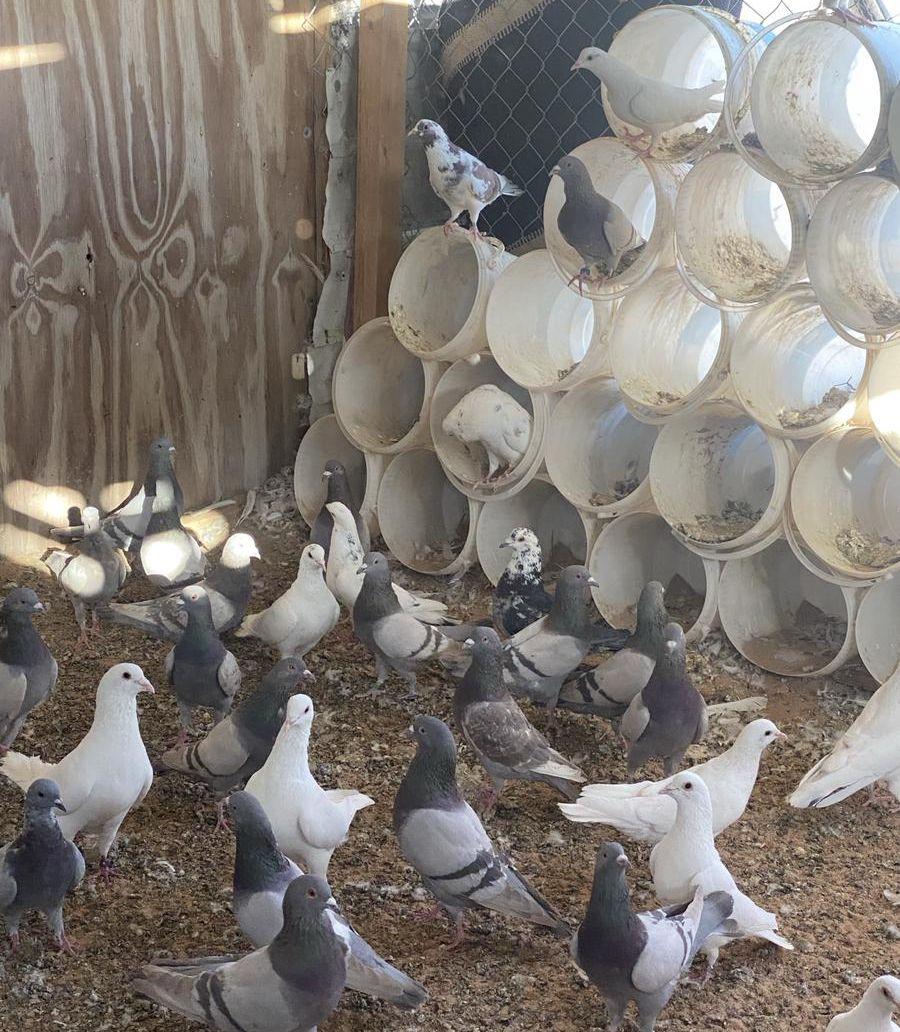 حمام للبيع فرنسي
