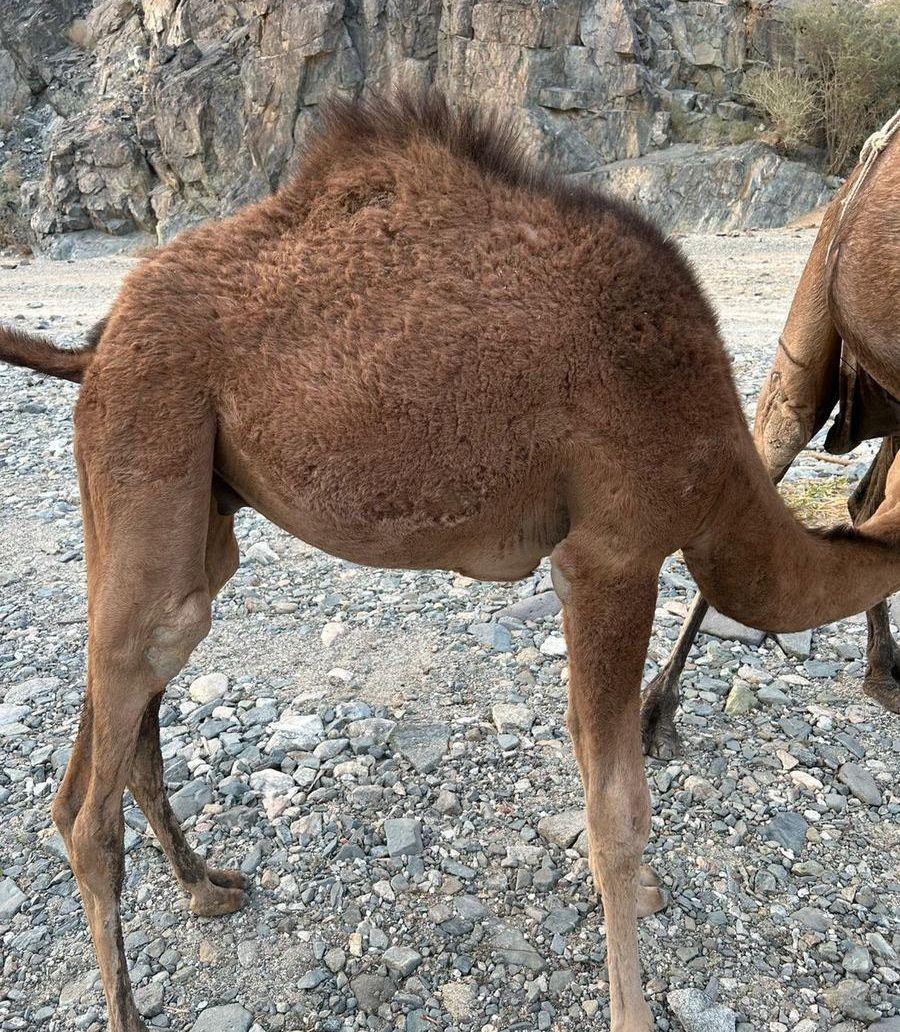 قعود للبيع