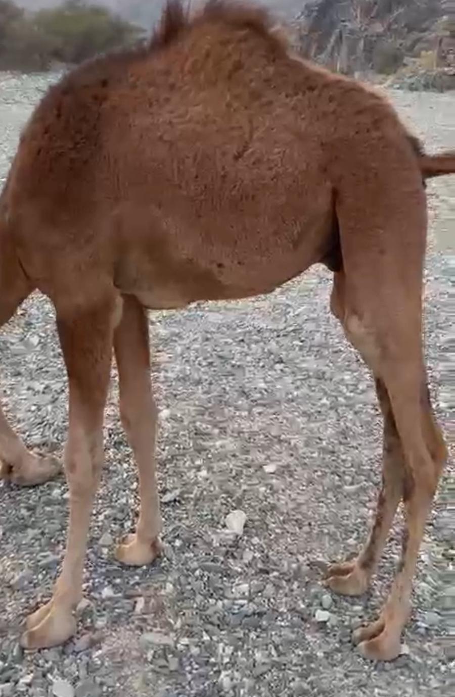 قعود للبيع
