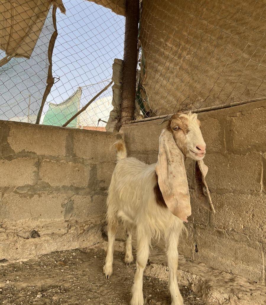 عنز مشروكه كفو