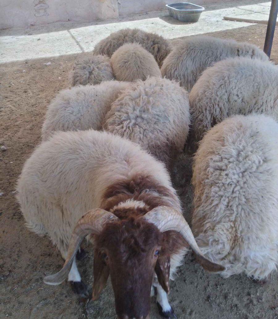 طليان نعيمي للبيع