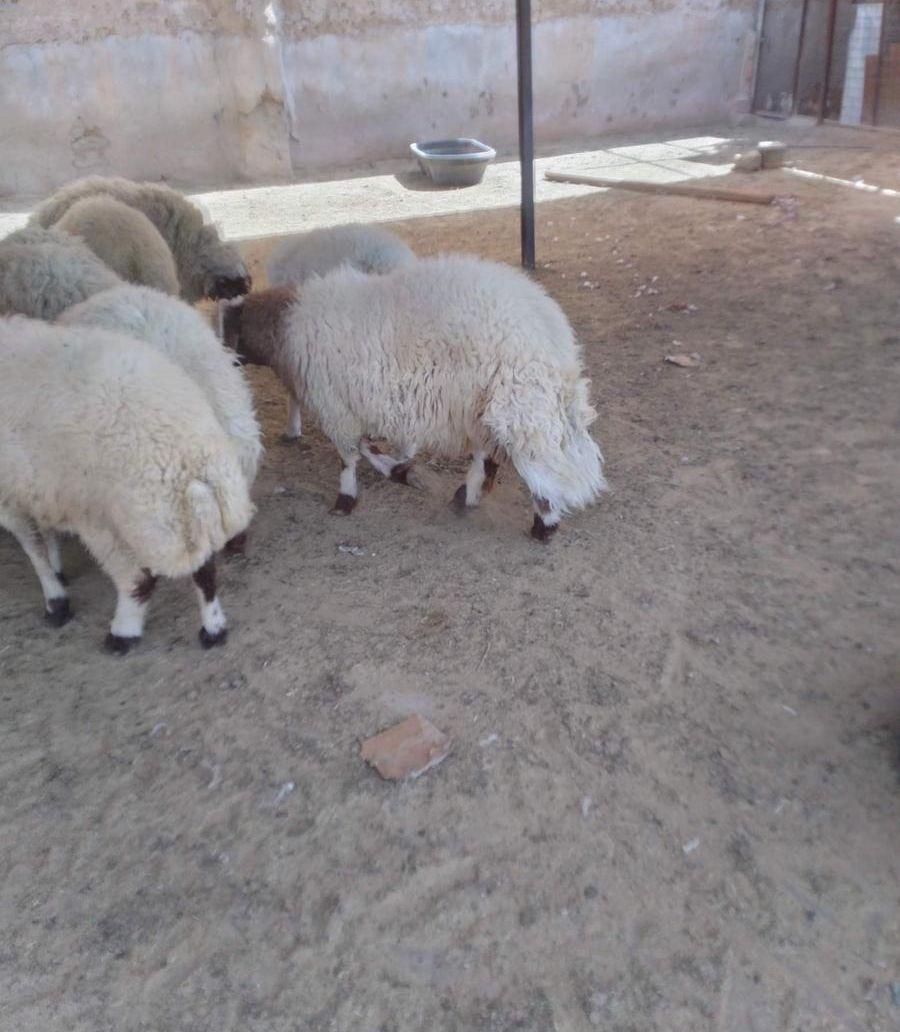 طليان نعيمي للبيع