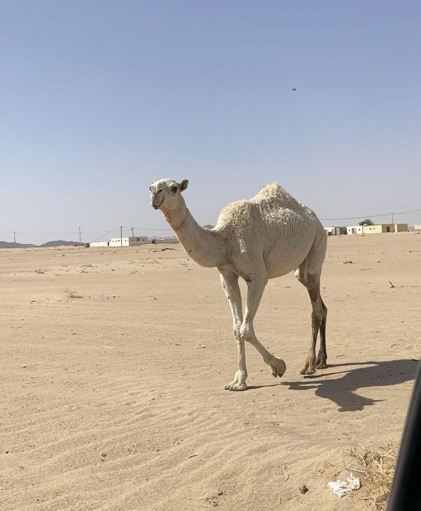 مفروده كفو