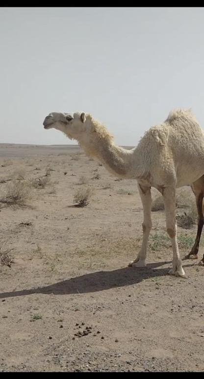 للبيع بكره جذعه