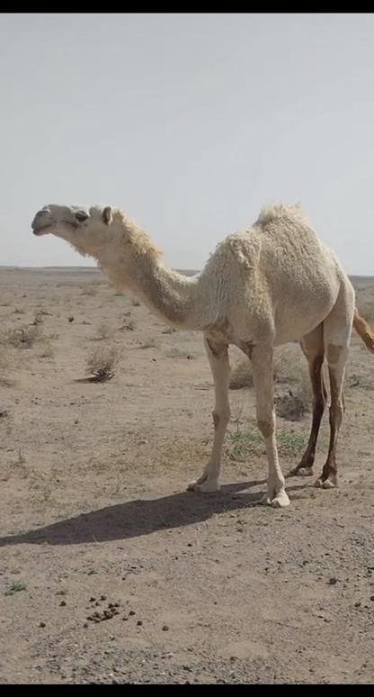 للبيع بكره جذعه