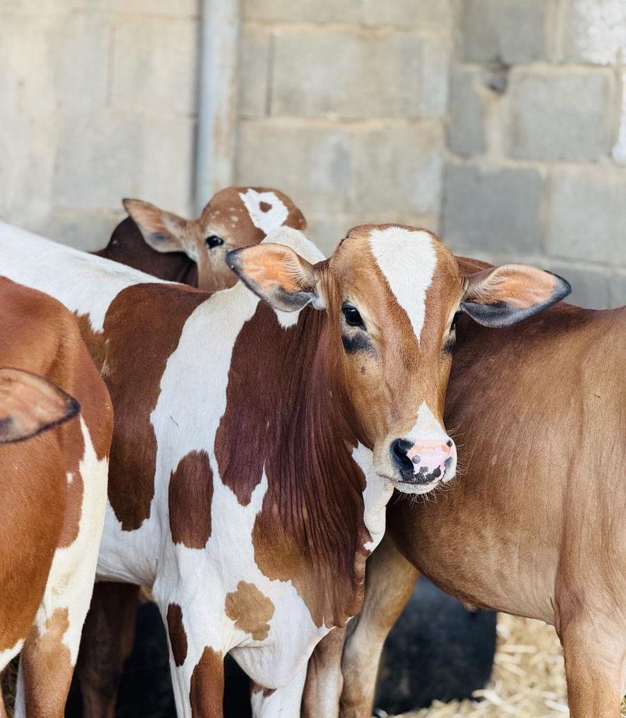 ملحمه اصاله العجول