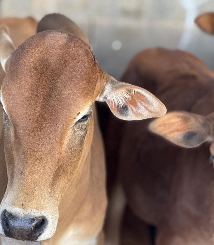 ملحمه اصاله العجول