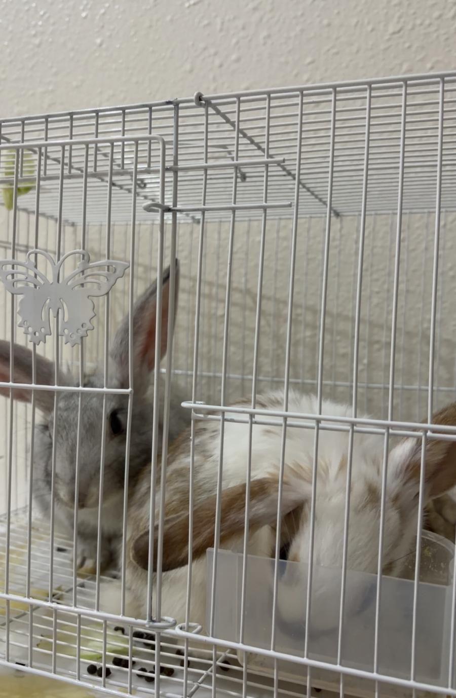 ارنب