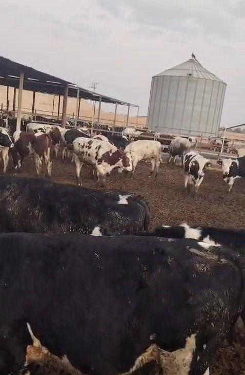 عجول هولندي