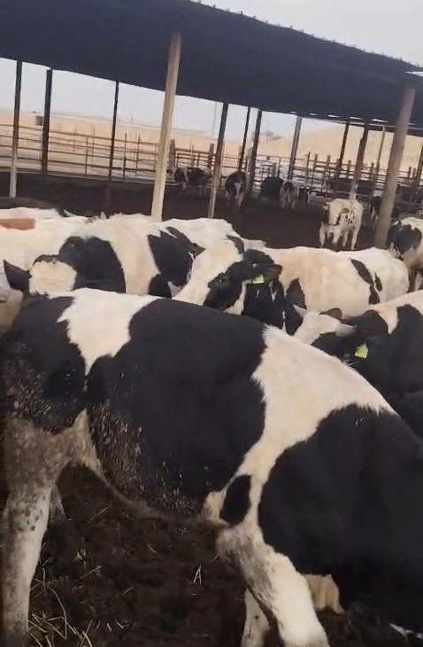 عجول هولندي
