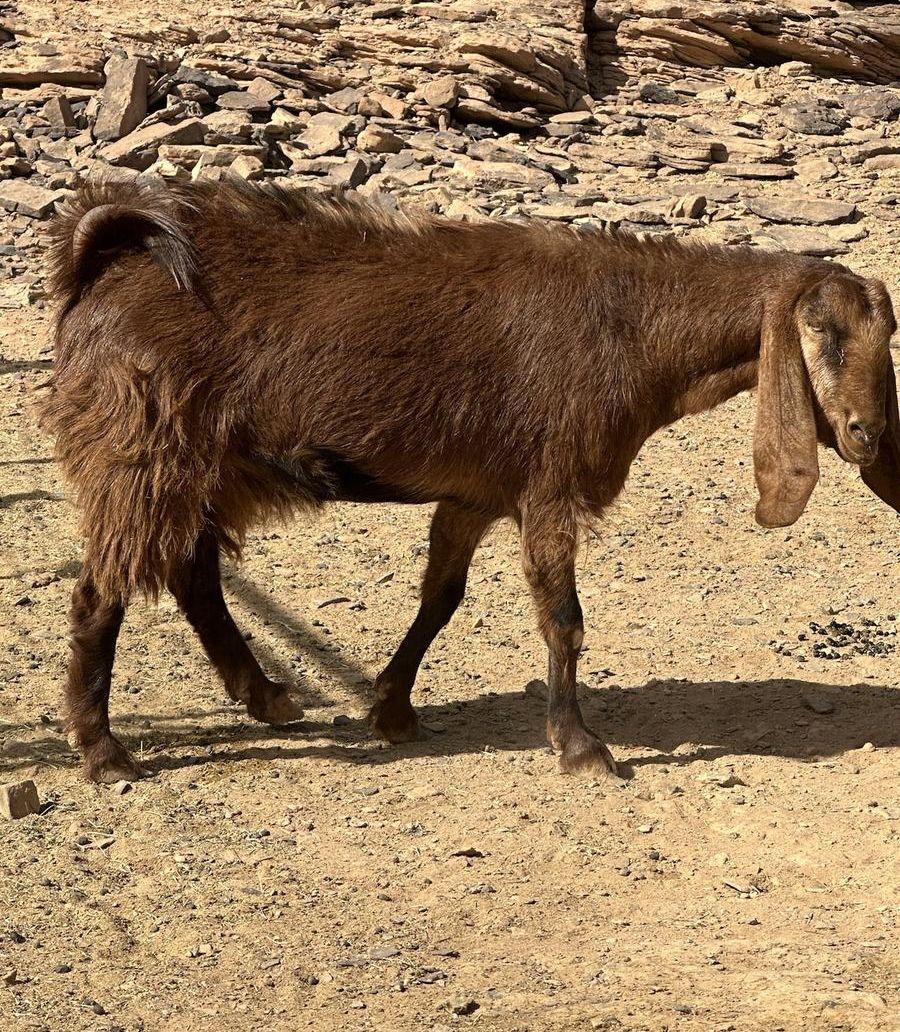 جفرة ثنية( قبرصة