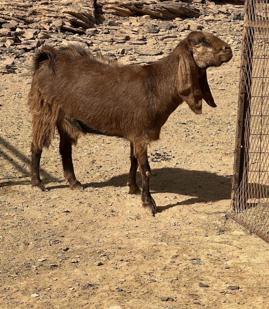 جفرة ثنية( قبرصة