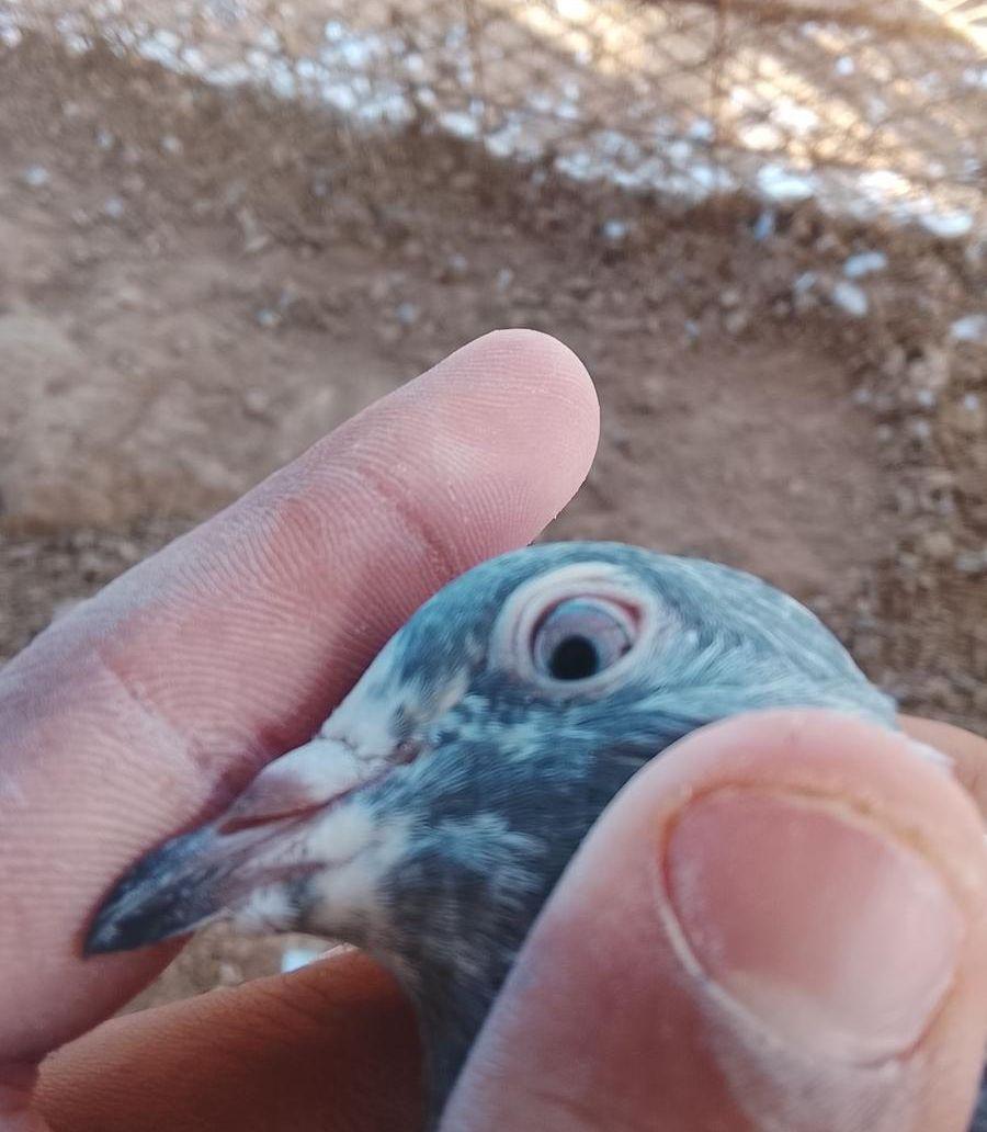 حمام باكستاني