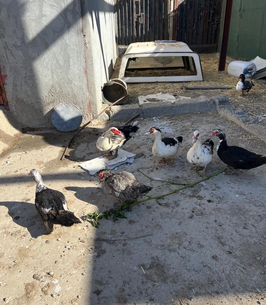 فروخ بط