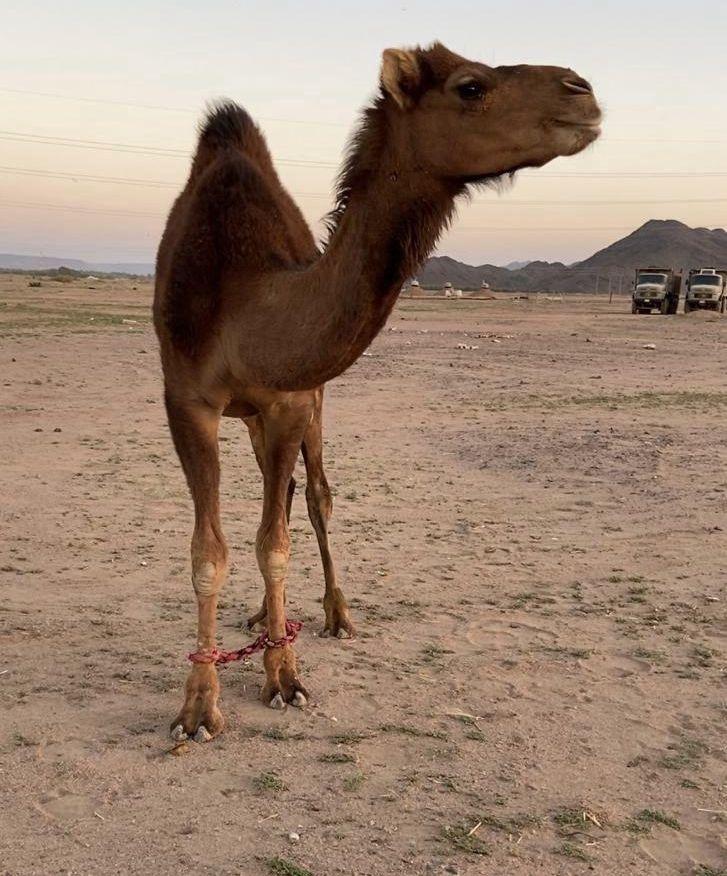 قعود مشروع هداد