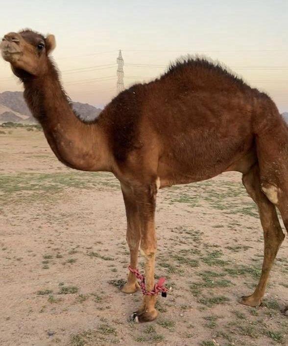 قعود مشروع هداد
