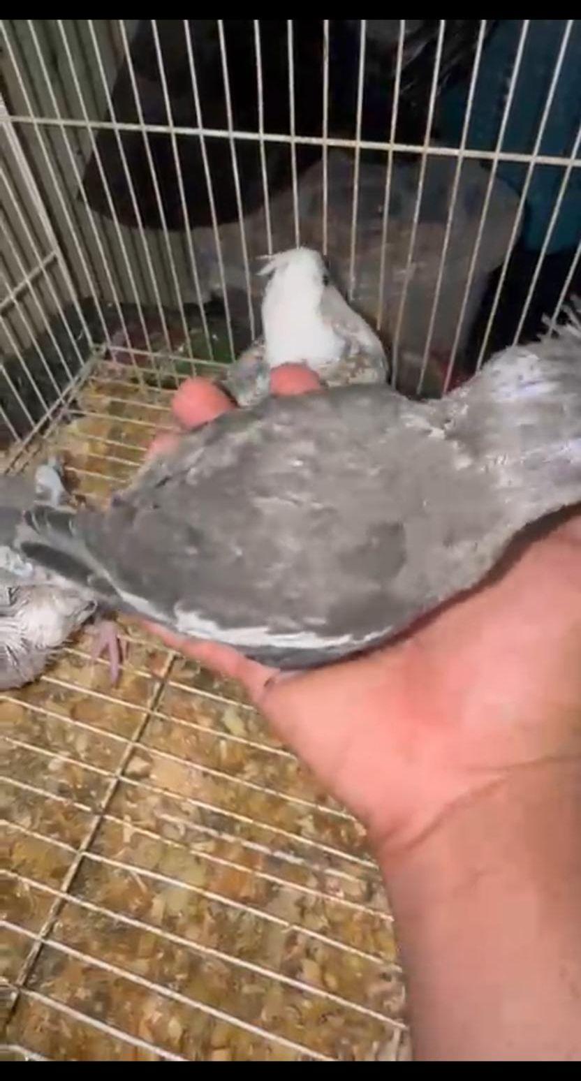 كزوان