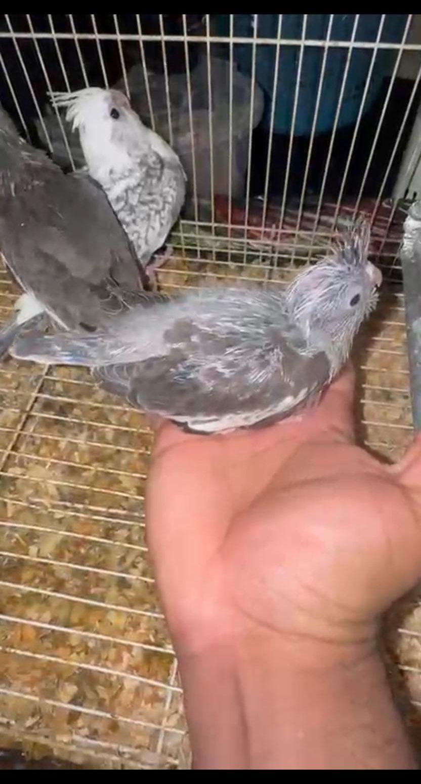 كزوان